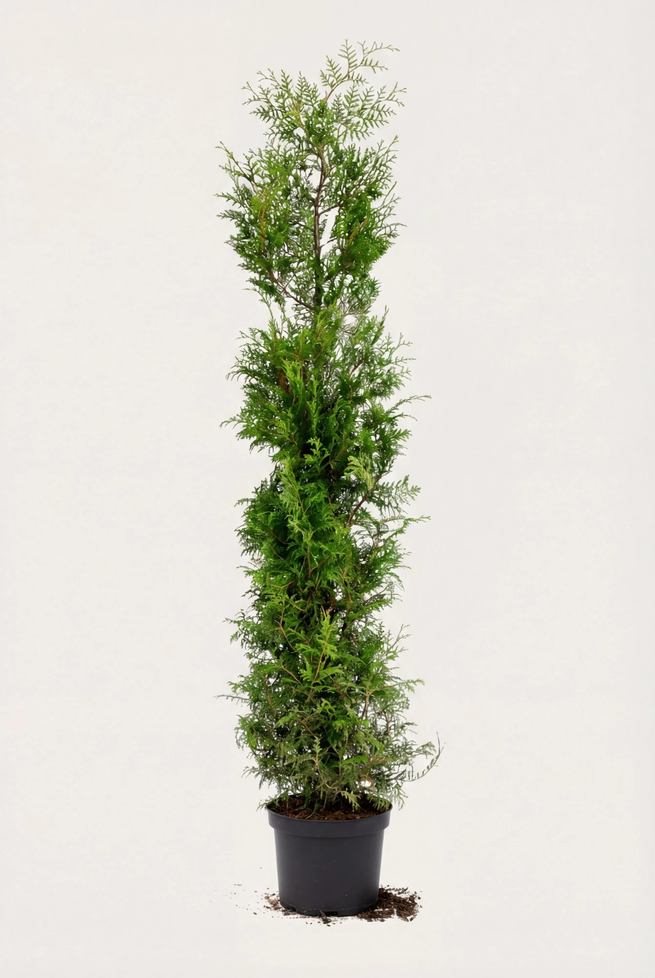 Thuja Brabant häck Budgetpack i kruka 200-240cm - Ger omedelbar insynsskydd