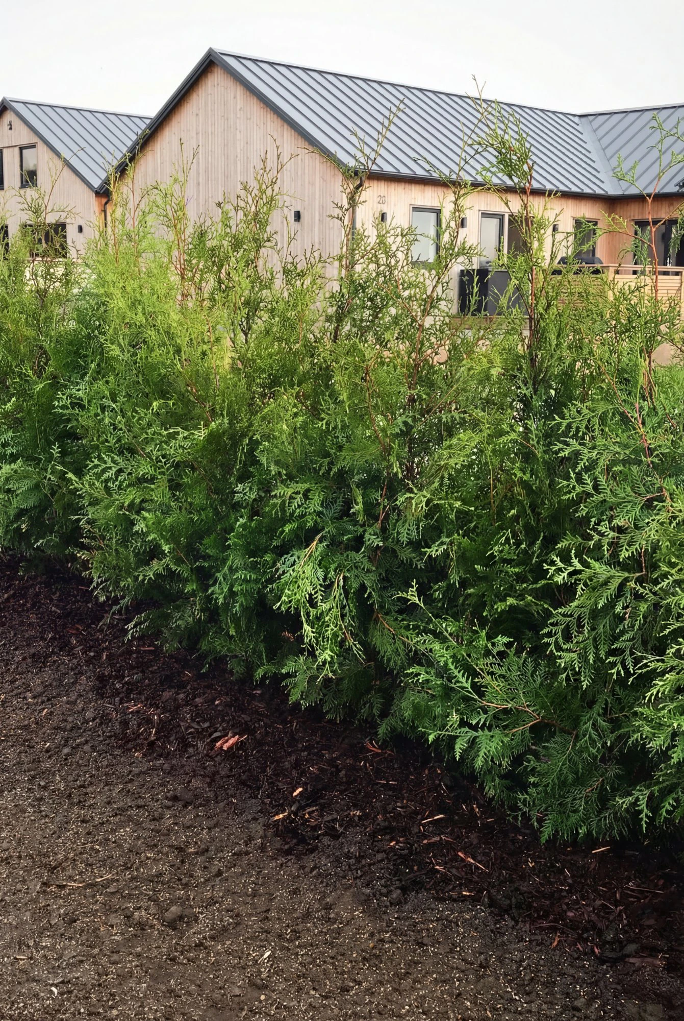 Thuja Brabant Kruka 120-160cm Geniuspack - Bild 2
