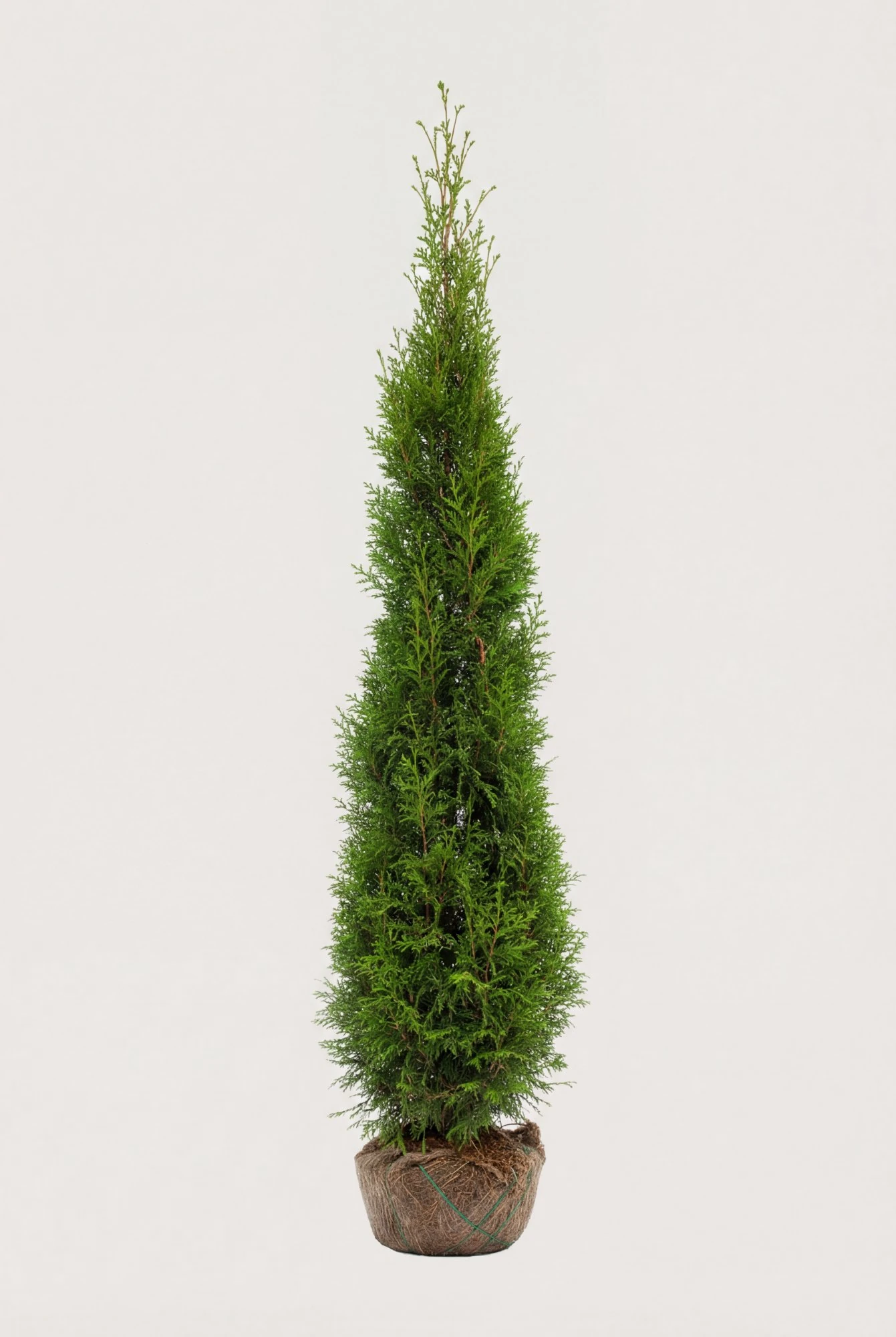 Jättetuja häck Budget Pack med rotklump 220-260cm - Ger omedelbar insynsskydd