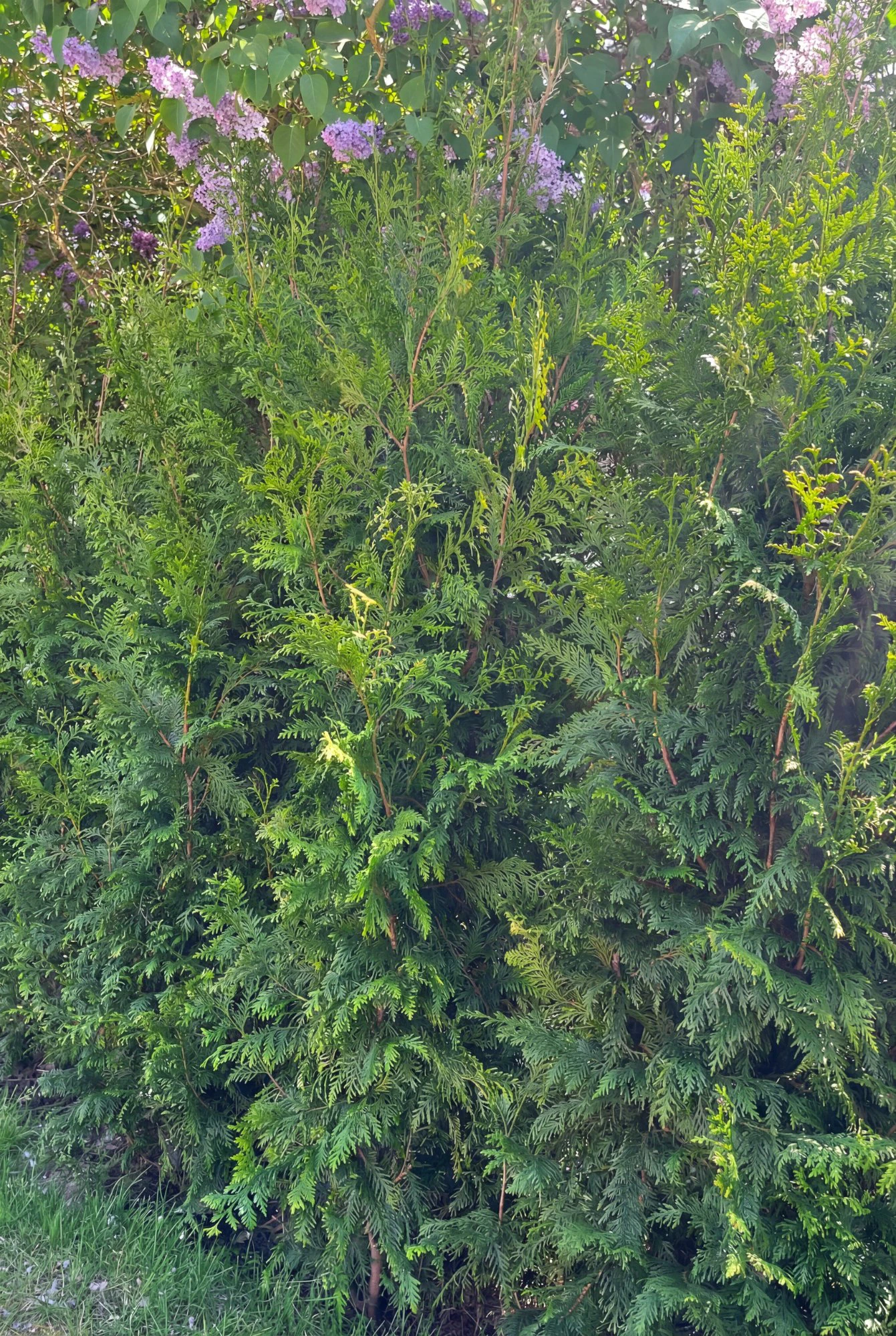 Jättetuja Kruka 140-180cm Geniuspack - Bild 2