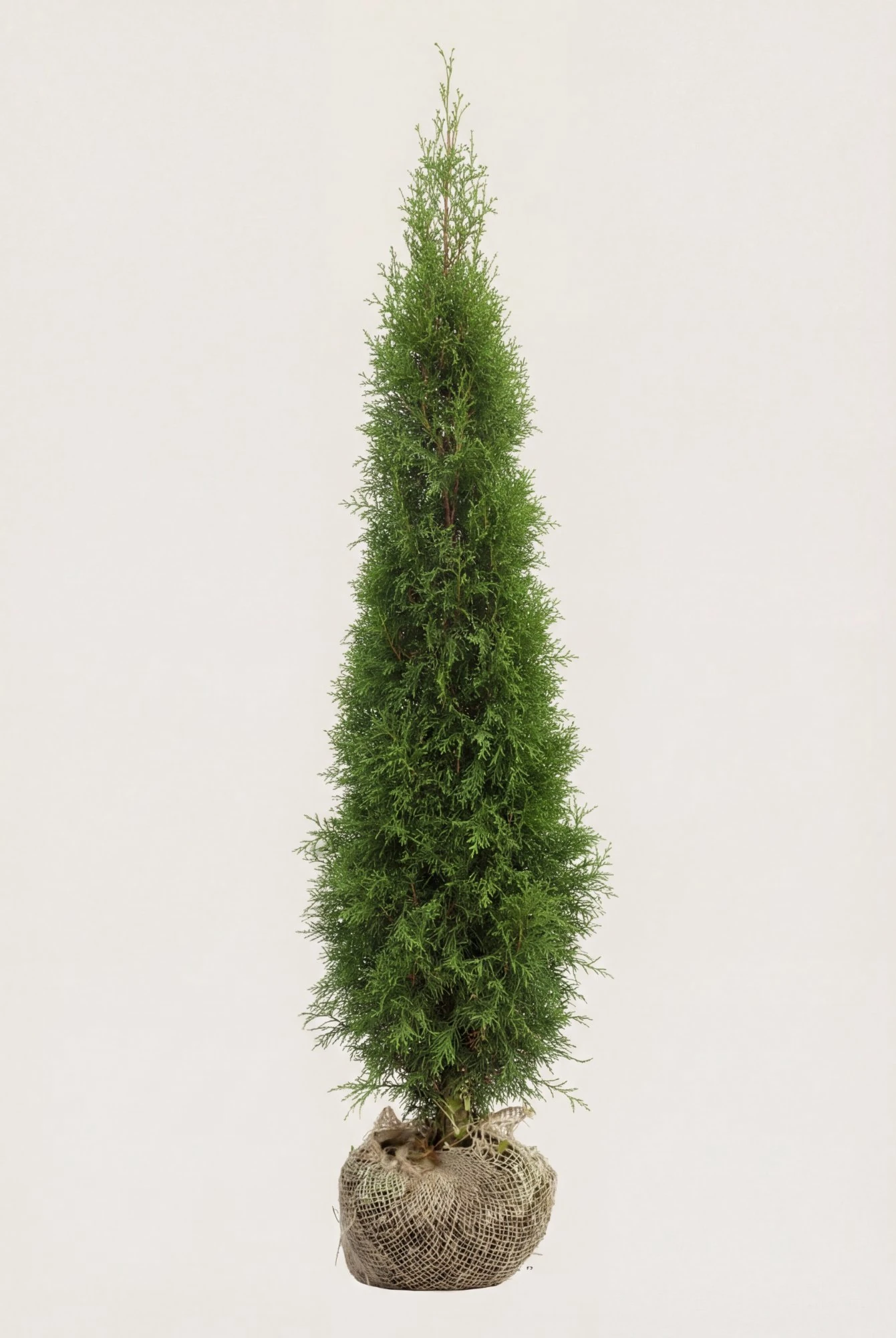Thuja Smaragd häck Budgetpack med rotklump 120-160cm - Ger omedelbar insynsskydd