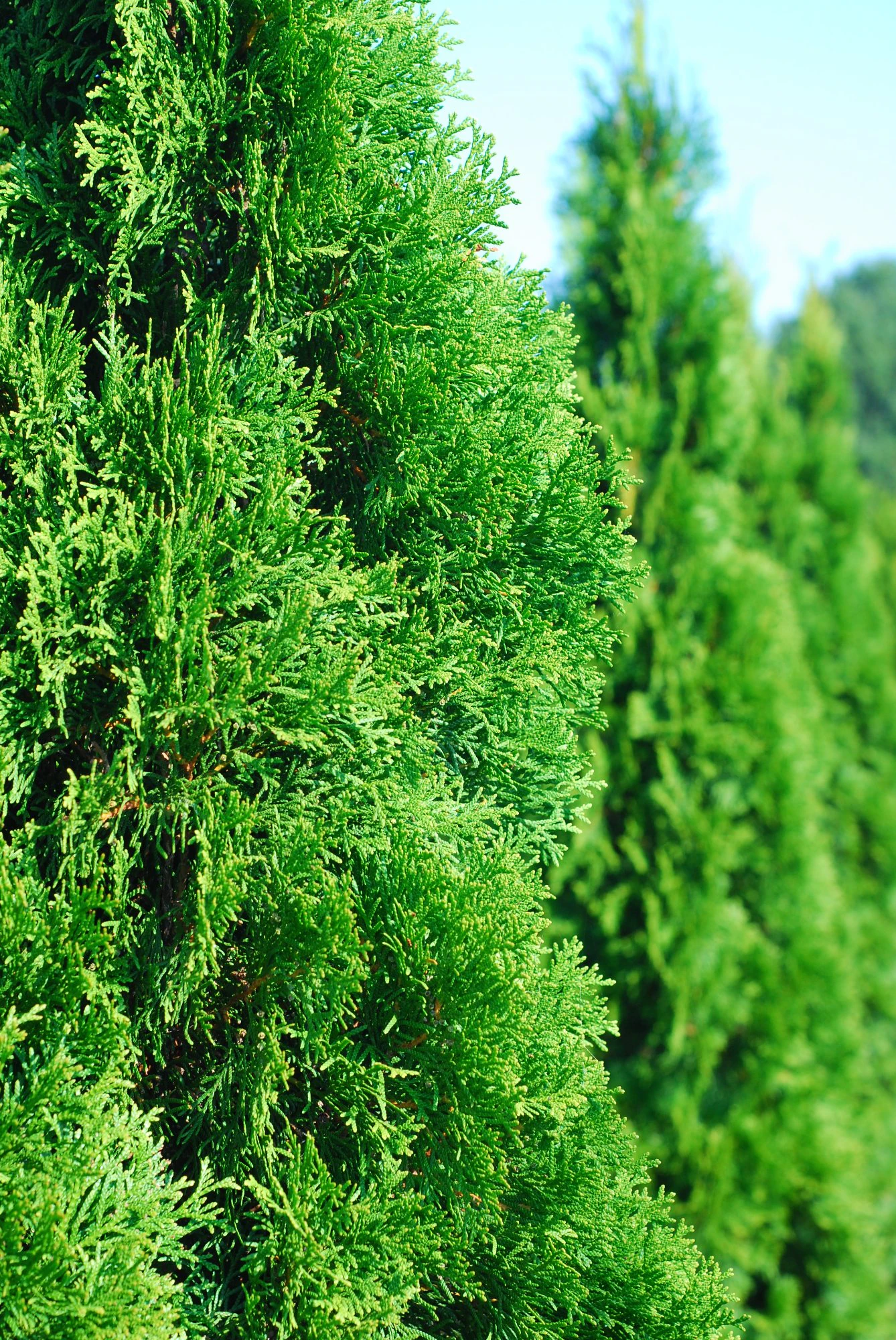 Thuja Smaragd