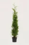 Thuja Brabant häck Budgetpack i kruka 120-160cm - Ger omedelbar insynsskydd
