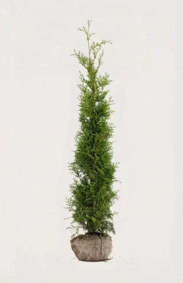Thuja Brabant häck Budgetpack med rotklump 120-160cm - Ger omedelbar insynsskydd