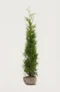 Thuja Brabant häck Budgetpack med rotklump 120-160cm - Ger omedelbar insynsskydd