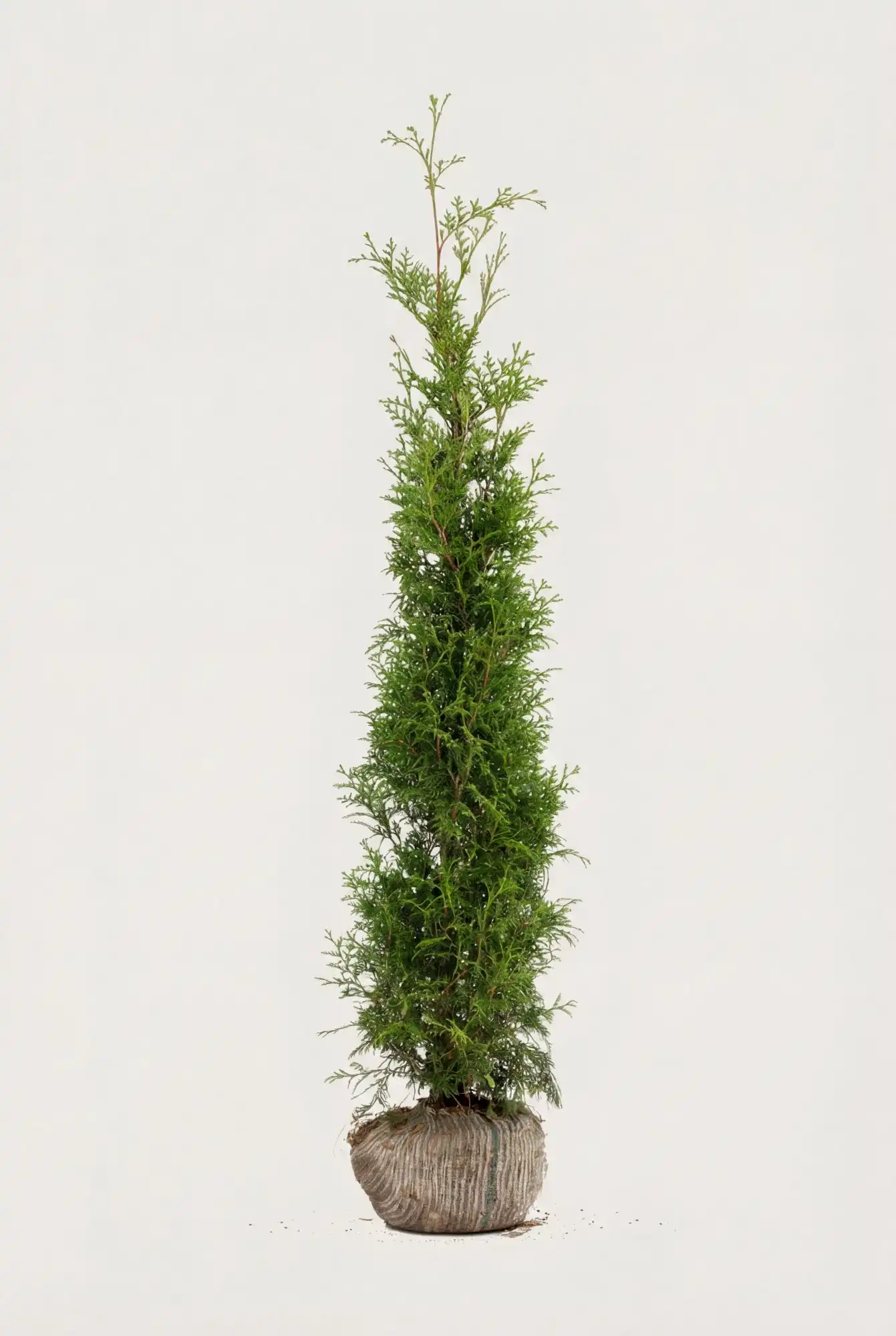 Thuja Brabant häck Budgetpack med rotklump 120-160cm - Ger omedelbar insynsskydd