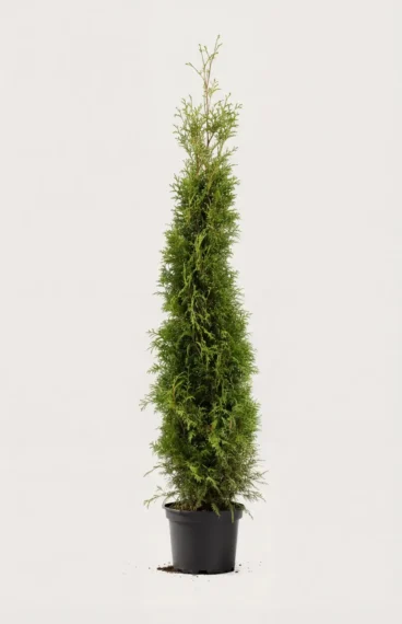 Thuja Brabant häck Budgetpack i kruka 160-200cm - Ger omedelbar insynsskydd