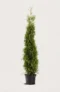 Thuja Brabant häck Budgetpack i kruka 160-200cm - Ger omedelbar insynsskydd