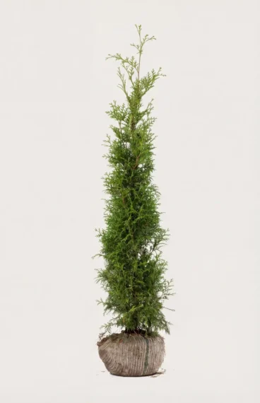 Thuja Brabant häck Budgetpack med rotklump 160-200cm - Ger omedelbar insynsskydd