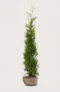 Thuja Brabant häck Budgetpack med rotklump 160-200cm - Ger omedelbar insynsskydd