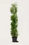 Thuja Brabant häck Budgetpack i kruka 200-240cm - Ger omedelbar insynsskydd