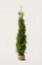 Thuja Brabant häck Budgetpack med rotklump 200-240cm - Ger omedelbar insynsskydd