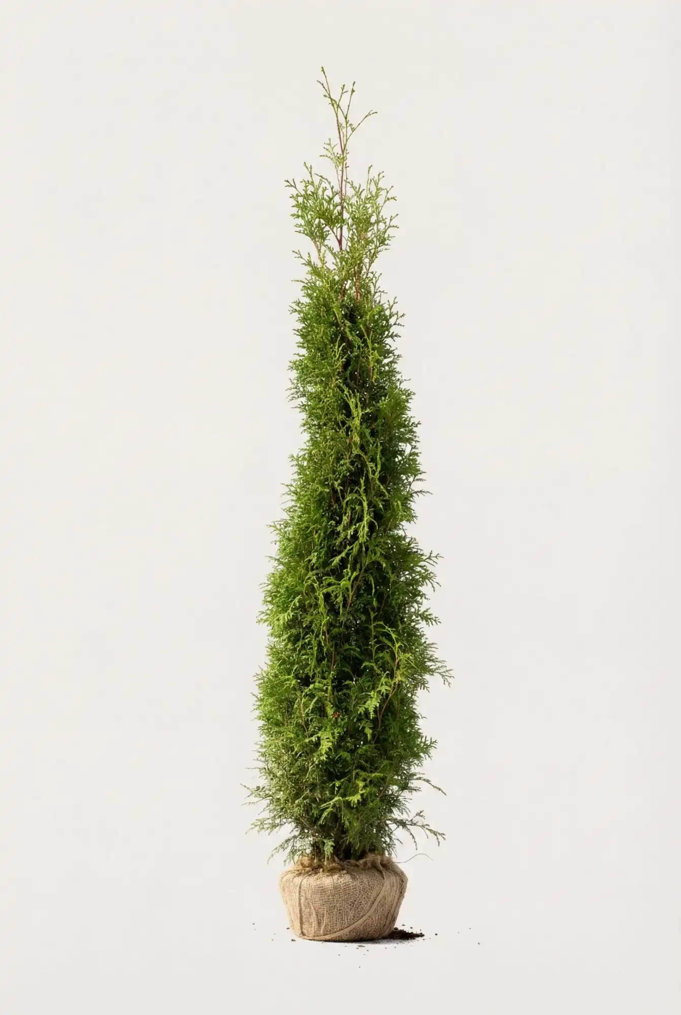 Thuja Brabant häck Budgetpack med rotklump 200-240cm - Ger omedelbar insynsskydd