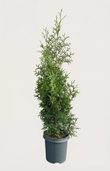 Thuja Brabant häck Budgetpack i kruka 40-80cm - Ger omedelbar insynsskydd