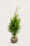 Thuja Brabant häck Budgetpack med rotklump 40-80cm - Ger omedelbar insynsskydd
