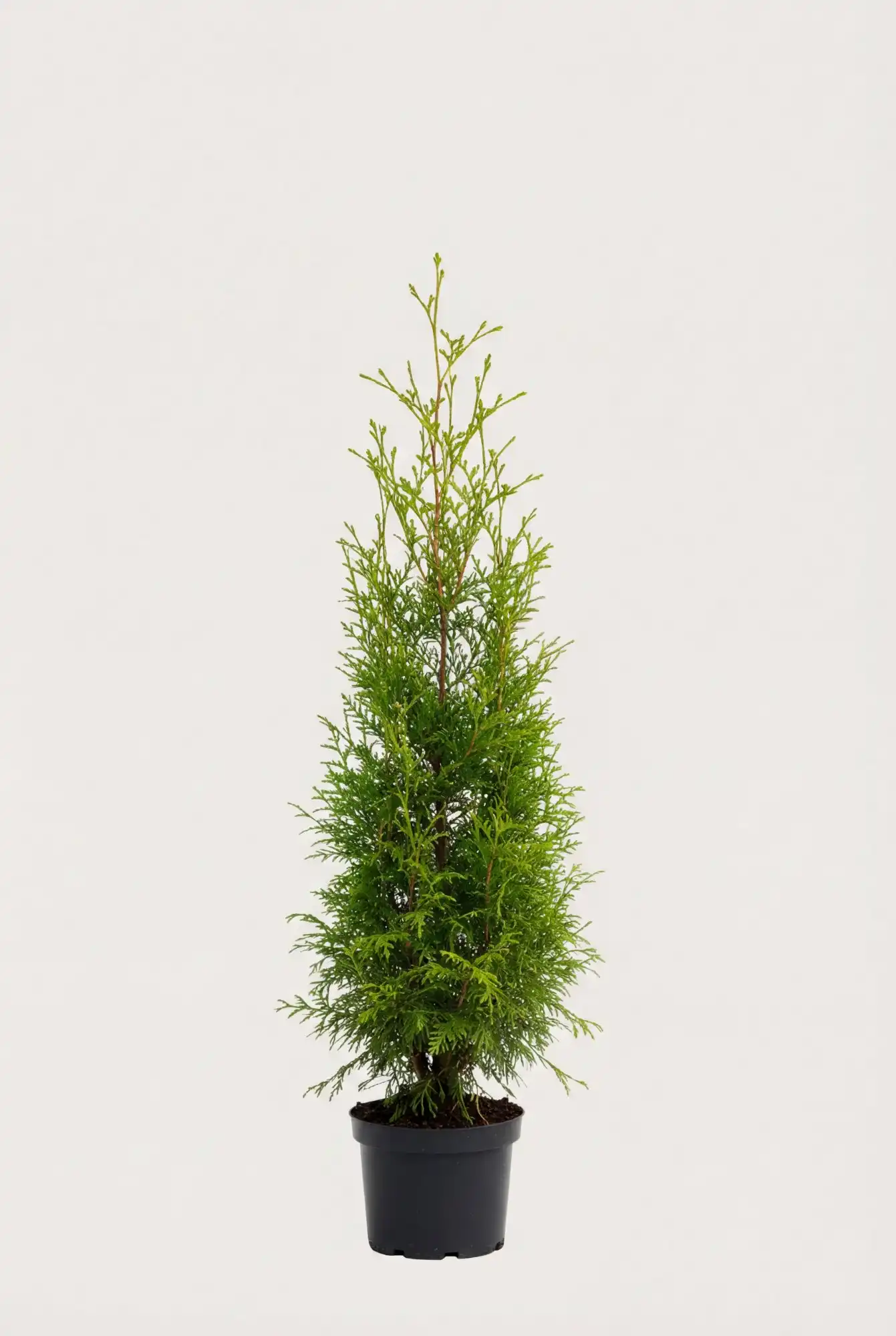 Thuja Brabant häck Budgetpack i kruka 80-120cm - Ger omedelbar insynsskydd