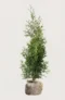 Thuja Brabant häck Budgetpack med rotklump 80-120cm - Ger omedelbar insynsskydd