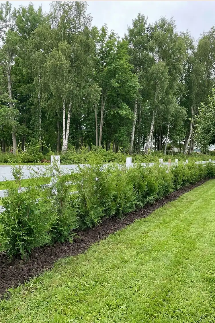 Thuja Brabant Kruka 40-80cm - Bild 5