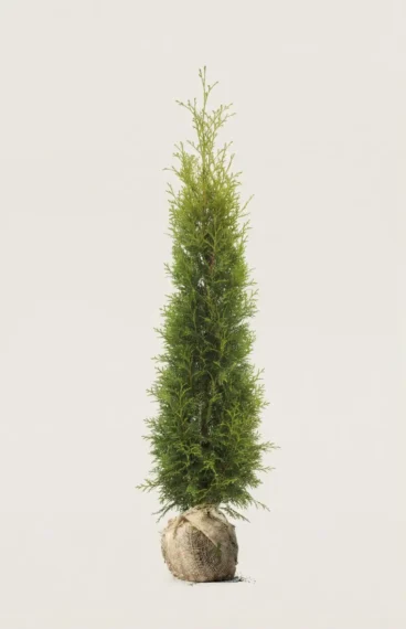 Thuja King of Brabant häck Budgetpack med rotklump 120-160cm - Ger omedelbar insynsskydd