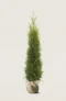Thuja King of Brabant häck Budgetpack med rotklump 120-160cm - Ger omedelbar insynsskydd