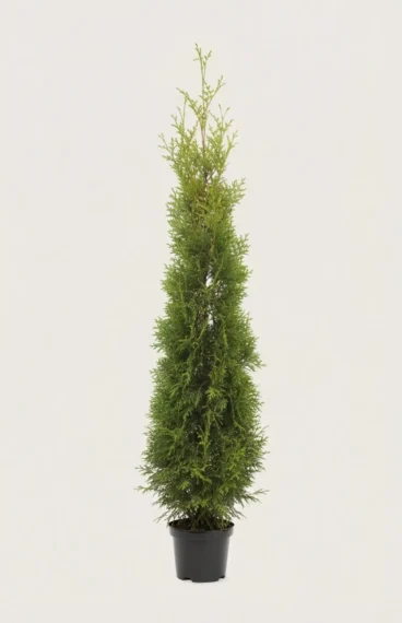 Thuja King of Brabant häck Budgetpack i kruka 160-200cm - Ger omedelbar insynsskydd