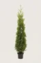 Thuja King of Brabant häck Budgetpack i kruka 160-200cm - Ger omedelbar insynsskydd