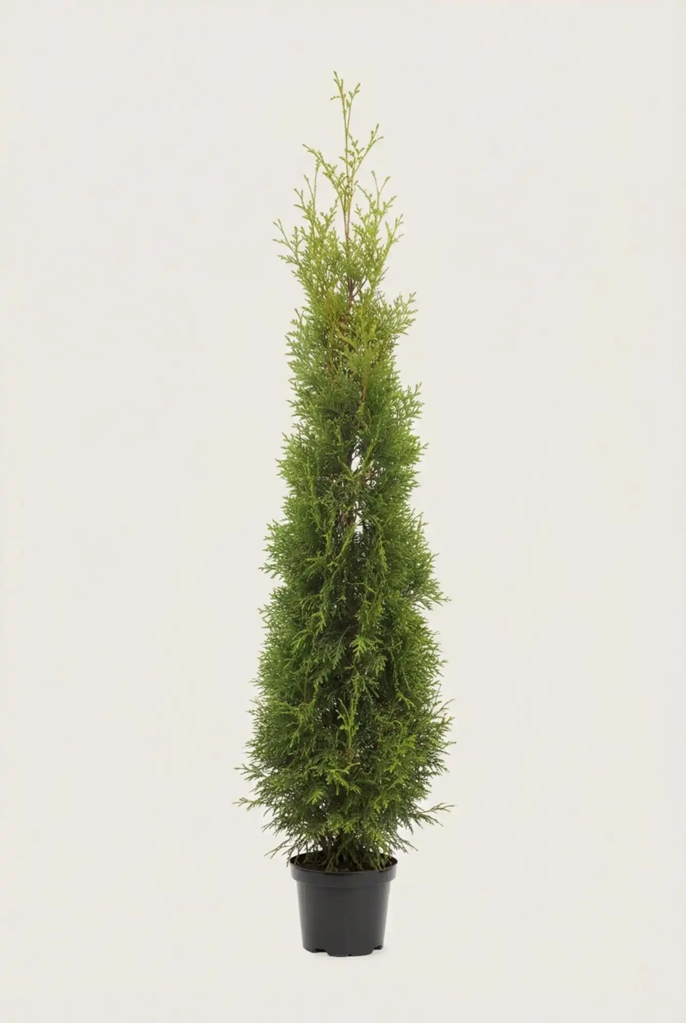 Thuja King of Brabant häck Budgetpack i kruka 160-200cm - Ger omedelbar insynsskydd