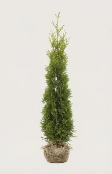 Thuja King of Brabant häck Budgetpack med rotklump 160-200cm - Ger omedelbar insynsskydd