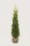 Thuja King of Brabant häck Budgetpack med rotklump 160-200cm - Ger omedelbar insynsskydd