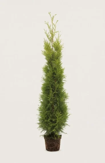 Thuja King of Brabant häck Budgetpack i kruka 200-240cm - Ger omedelbar insynsskydd