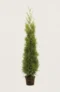 Thuja King of Brabant häck Budgetpack i kruka 200-240cm - Ger omedelbar insynsskydd