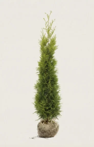 Thuja King of Brabant häck Budgetpack med rotklump 200-240cm - Ger omedelbar insynsskydd