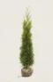 Thuja King of Brabant häck Budgetpack med rotklump 200-240cm - Ger omedelbar insynsskydd
