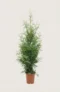 Thuja King of Brabant häck Budgetpack i kruka 40-80cm - Ger omedelbar insynsskydd