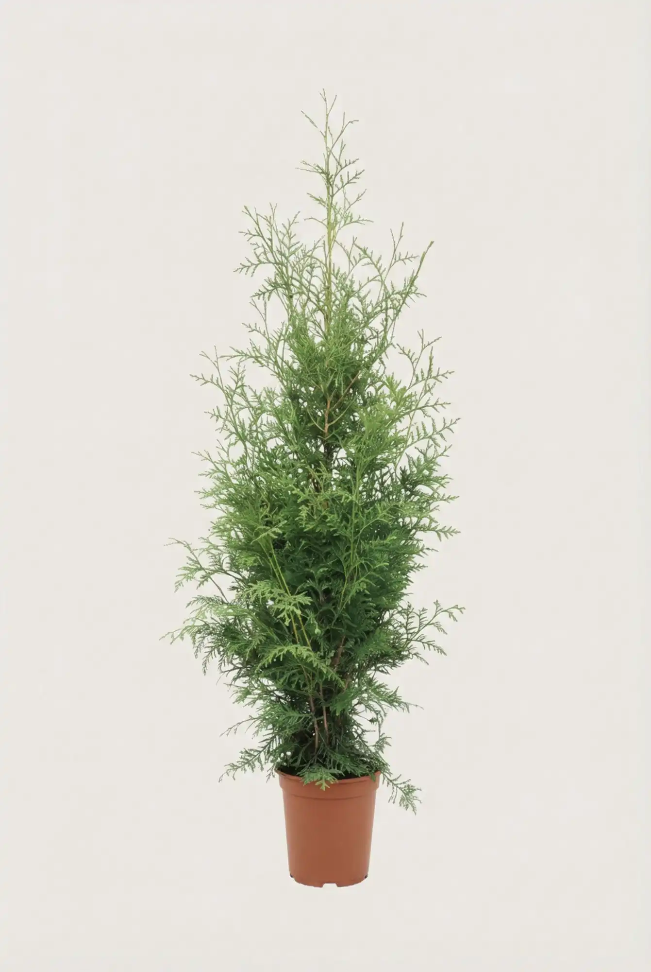 Thuja King of Brabant häck Budgetpack i kruka 40-80cm - Ger omedelbar insynsskydd