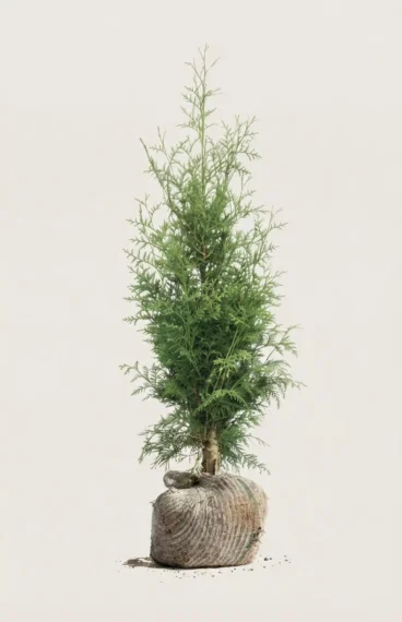 Thuja King of Brabant häck Budgetpack med rotklump 40-80cm - Ger omedelbar insynsskydd