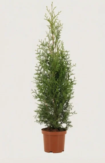 Thuja King of Brabant häck Budgetpack i kruka 80-120cm - Ger omedelbar insynsskydd