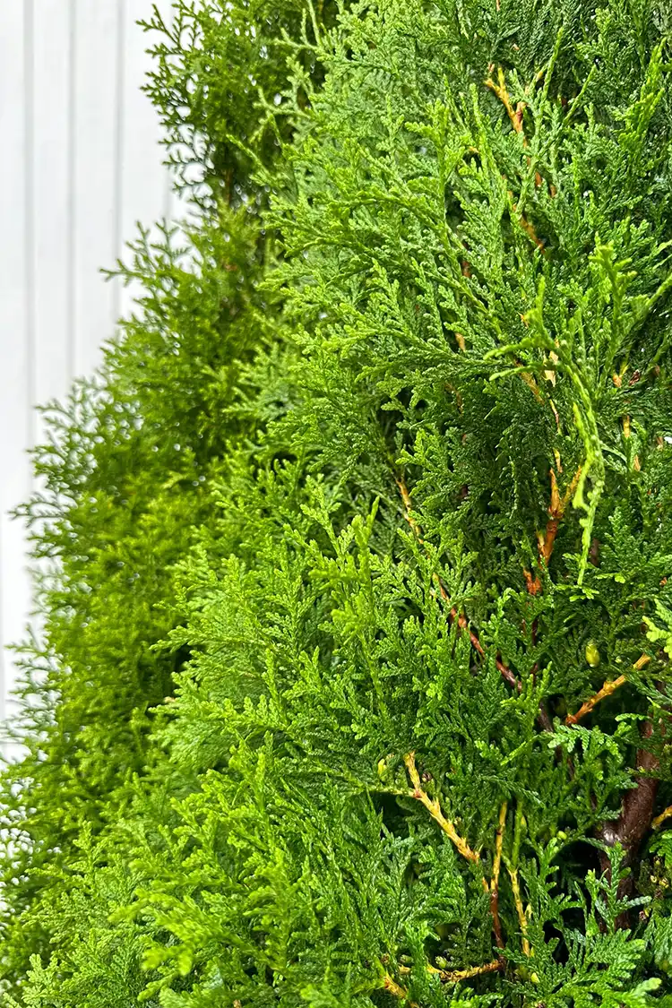 Thuja King of Brabant Kruka 120-160cm - Bild 2