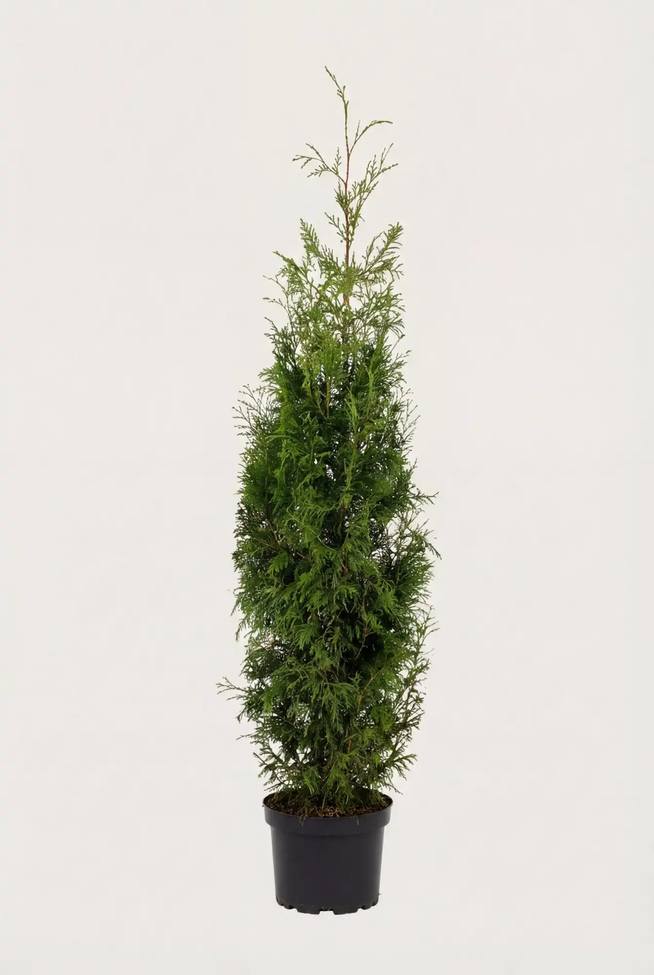 Jättetuja häck Budgetpack i kruka 120-160cm - Ger omedelbar insynsskydd