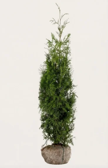 Jättetuja häck Budgetpack med rotklump 120-160cm - Ger omedelbar insynsskydd