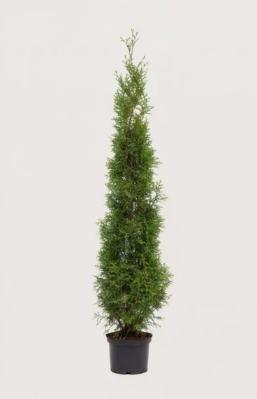 Jättetuja häck Budgetpack i kruka 200-240cm - Ger omedelbar insynsskydd