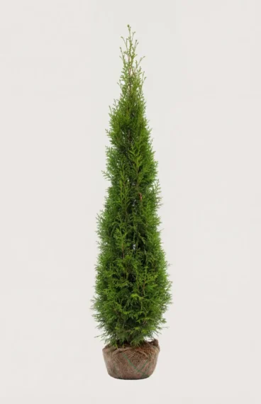 Jättetuja häck Budgetpack med rotklump 200-240cm - Ger omedelbar insynsskydd