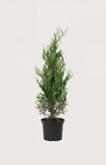 Jättetuja häck Budgetpack i kruka 40-80cm - Ger omedelbar insynsskydd