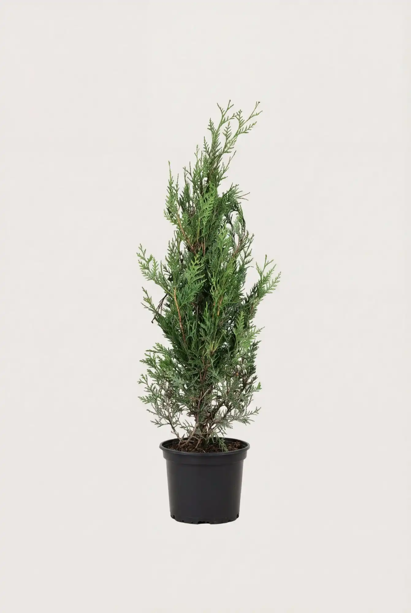 Jättetuja häck Budgetpack i kruka 40-80cm - Ger omedelbar insynsskydd