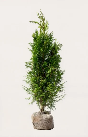 Jättetuja häck Budgetpack med rotklump 80-120cm - Ger omedelbar insynsskydd