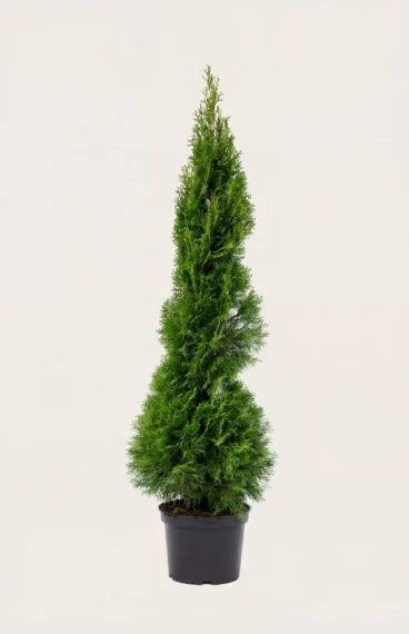 Thuja Smaragd häck Budgetpack i kruka 120-160cm - Ger omedelbar insynsskydd