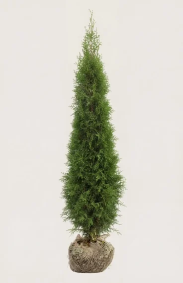 Thuja Smaragd häck Budgetpack med rotklump 120-160cm - Ger omedelbar insynsskydd