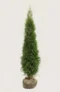 Thuja Smaragd häck Budgetpack med rotklump 120-160cm - Ger omedelbar insynsskydd