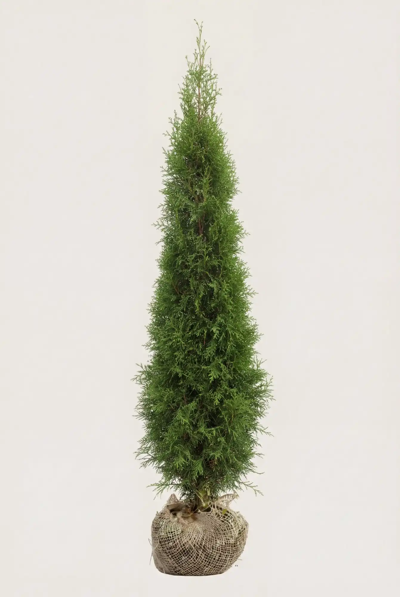 Thuja Smaragd häck Budgetpack med rotklump 120-160cm - Ger omedelbar insynsskydd