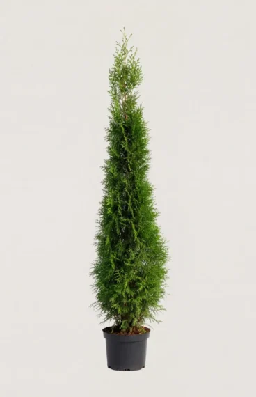 Thuja Smaragd häck Budgetpack i kruka 160-200cm - Ger omedelbar insynsskydd